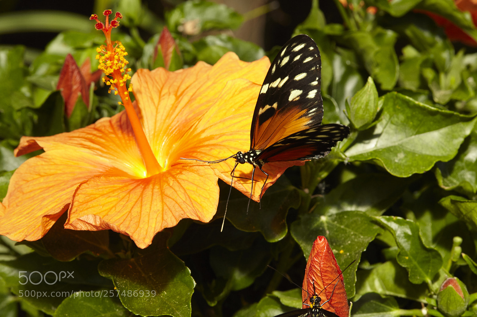 Canon EOS 5D Mark II sample photo. Butterly photography