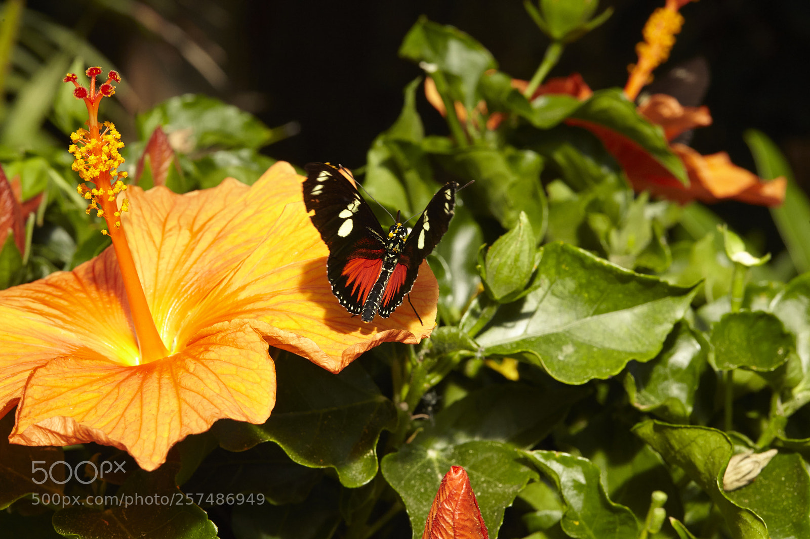 Canon EOS 5D Mark II sample photo. Butterly photography