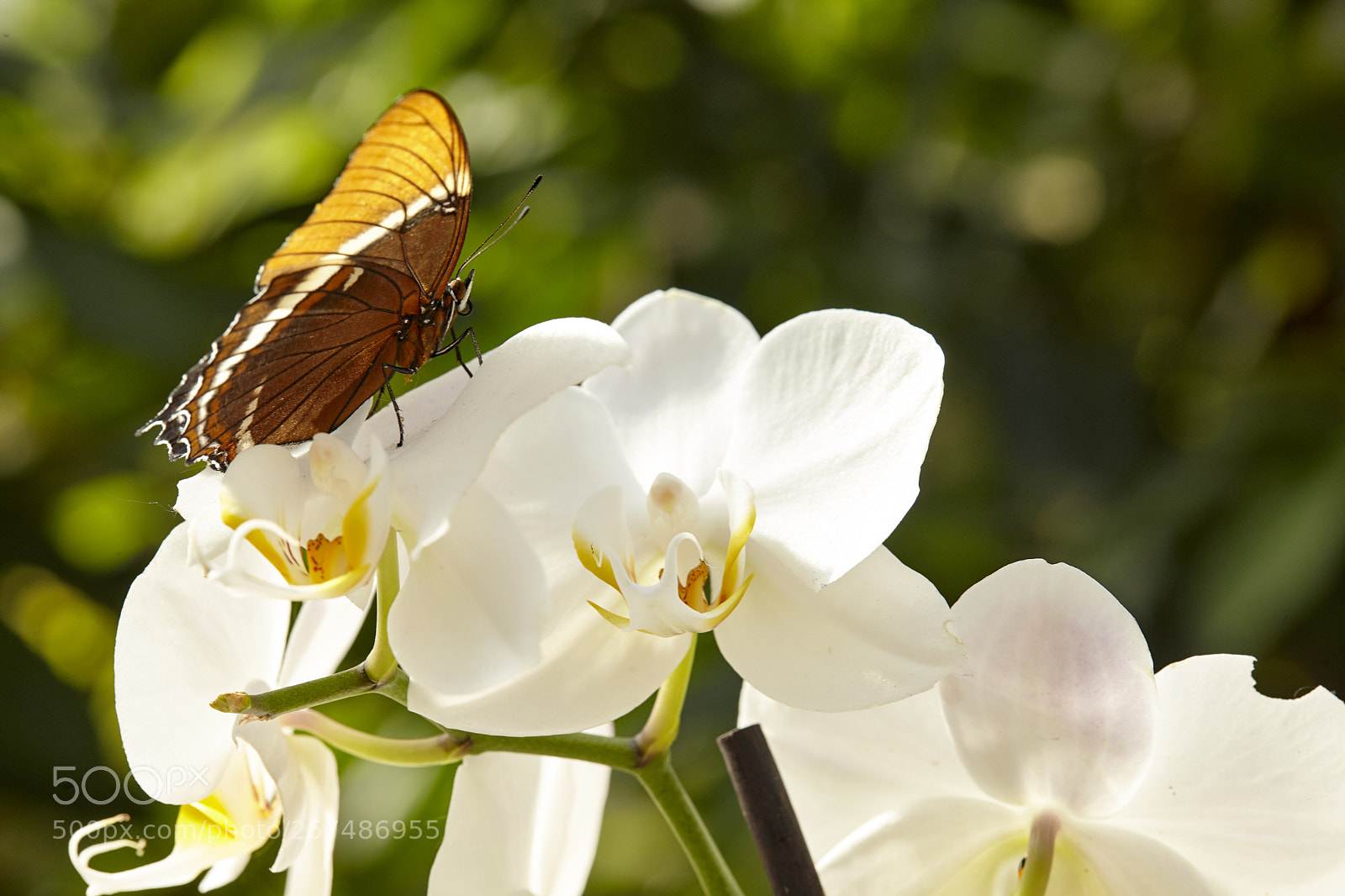 Canon EOS 5D Mark II sample photo. Butterly photography