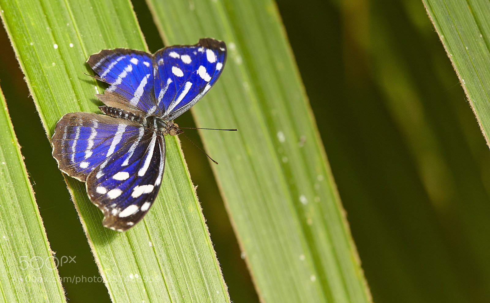 Canon EOS 5D Mark II sample photo. Butterly photography