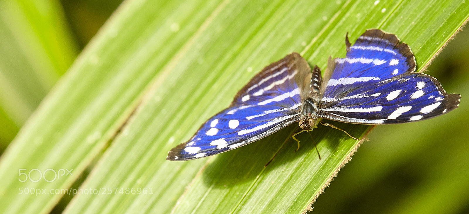 Canon EOS 5D Mark II sample photo. Butterly photography