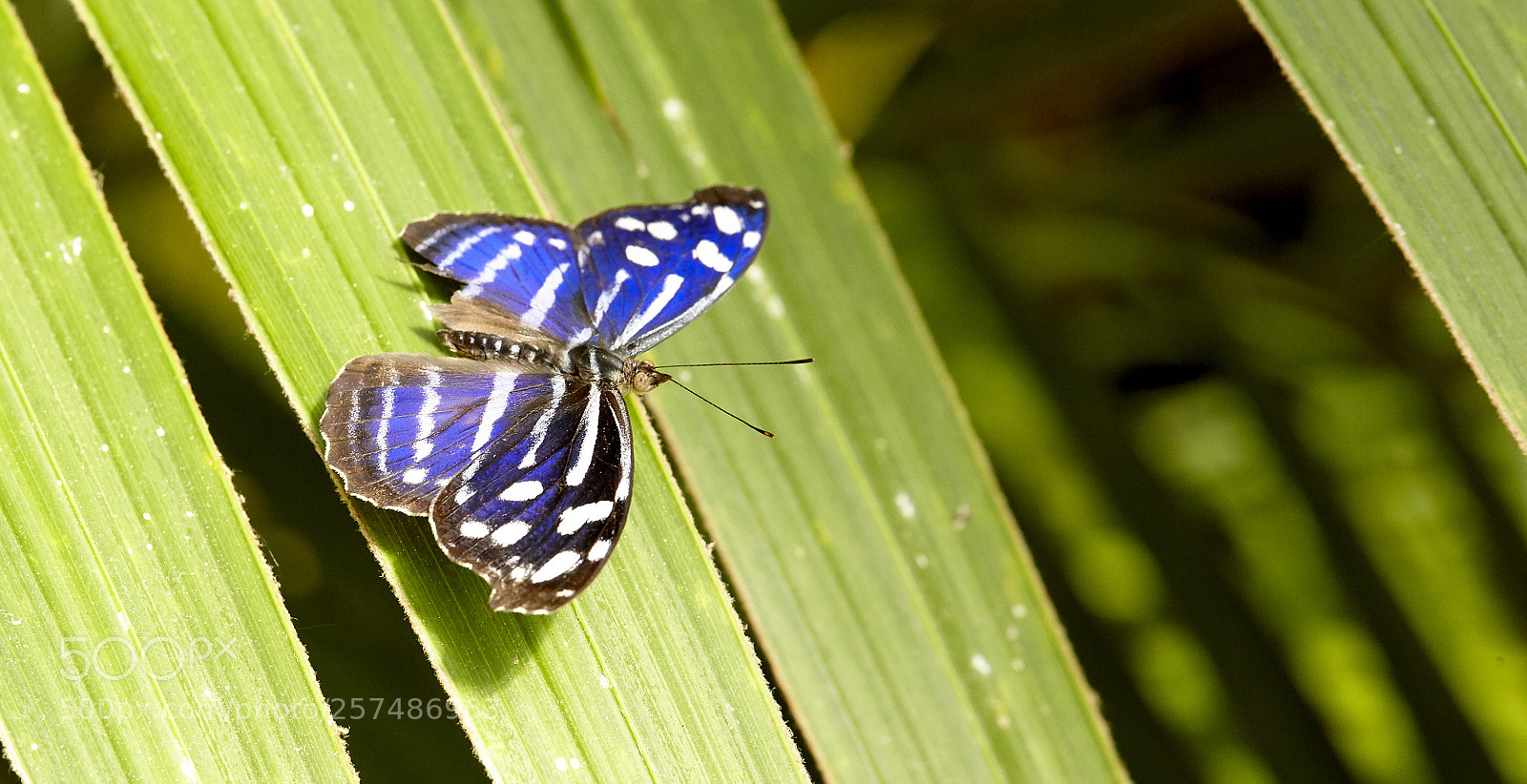 Canon EOS 5D Mark II sample photo. Butterly photography