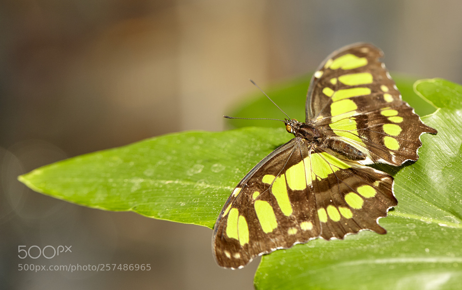 Canon EOS 5D Mark II sample photo. Butterly photography