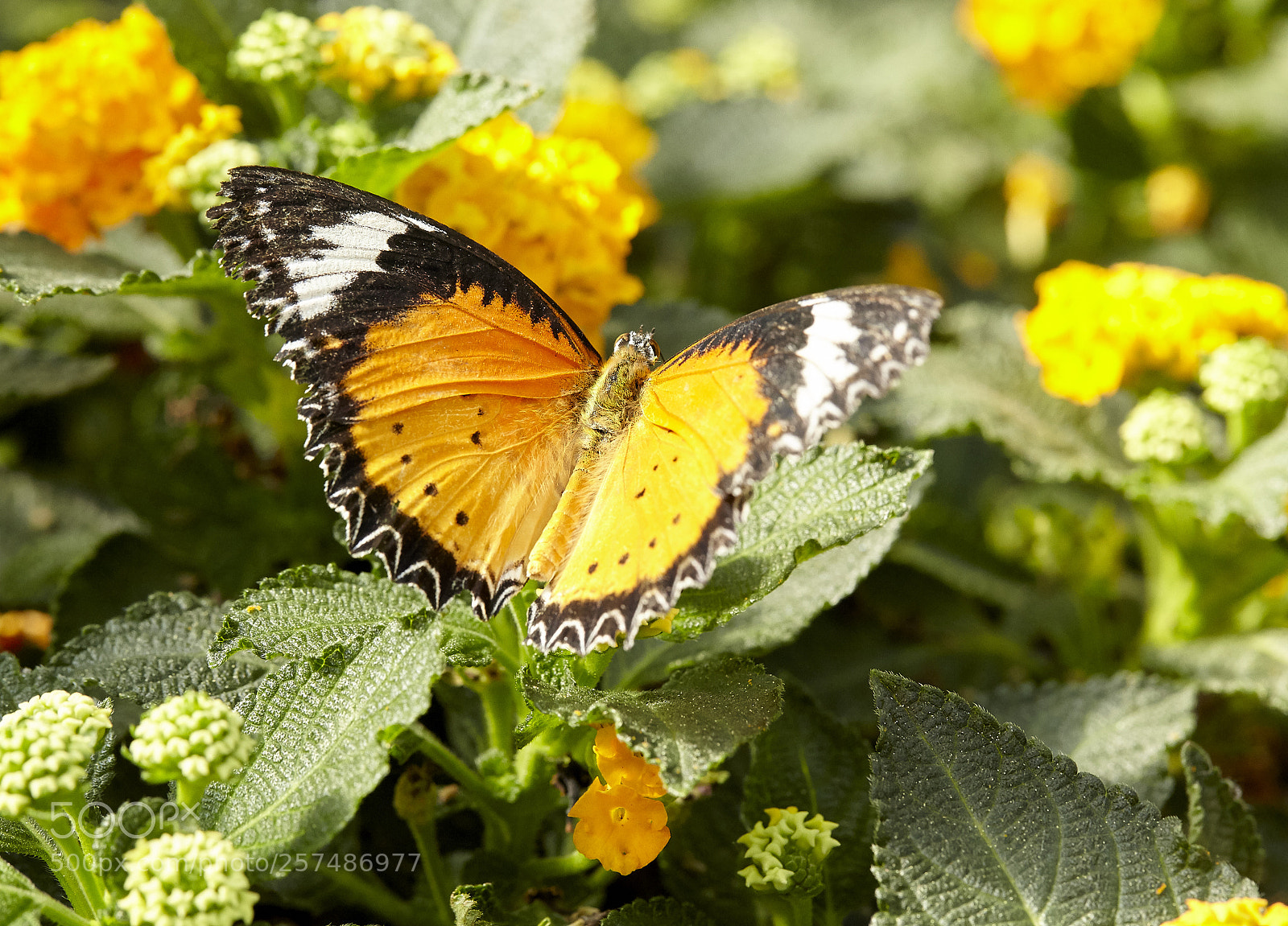 Canon EOS 5D Mark II sample photo. Butterly photography