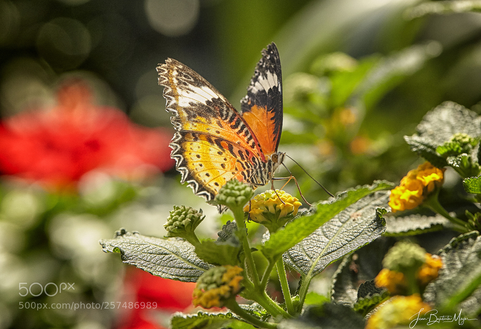 Canon EOS 5D Mark II sample photo. Butterly photography