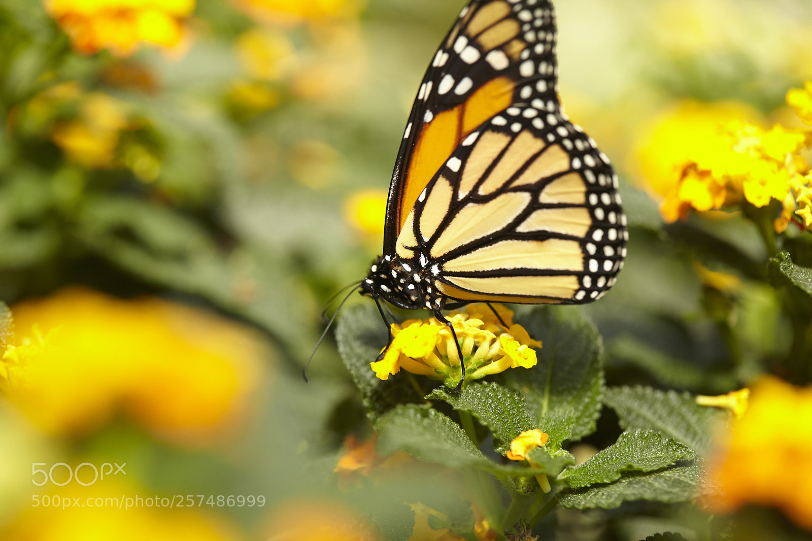 Canon EOS 5D Mark II sample photo. Butterly photography