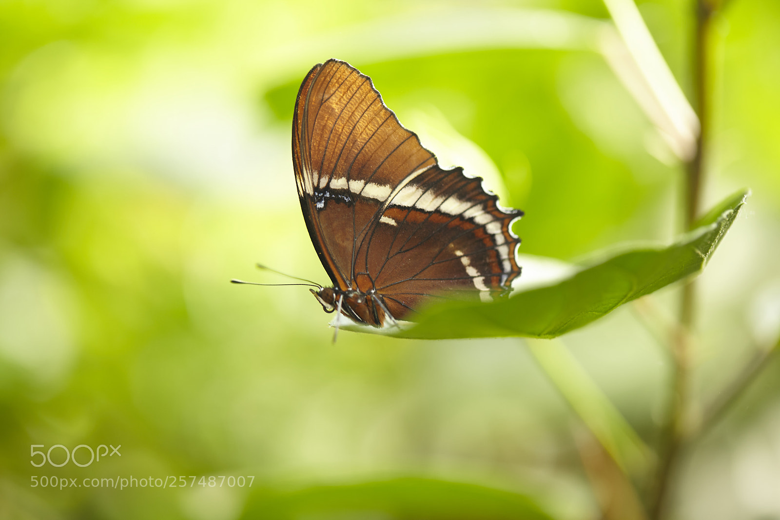 Canon EOS 5D Mark II sample photo. Butterly photography