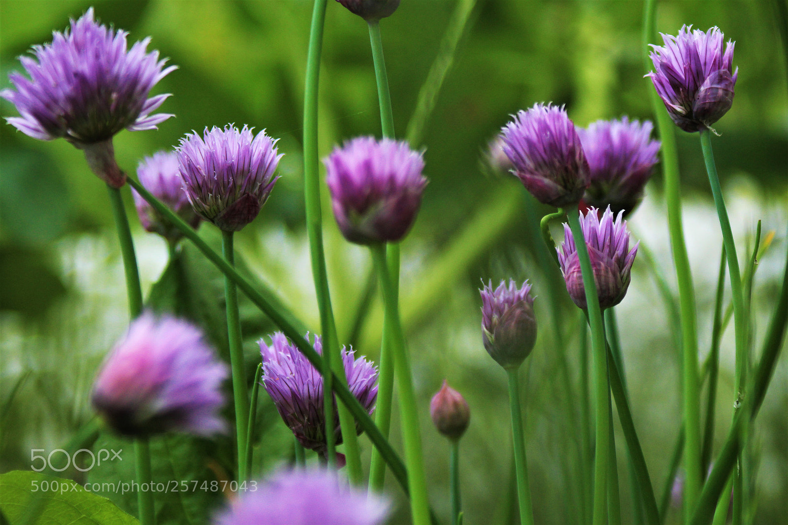 Canon EOS 1200D (EOS Rebel T5 / EOS Kiss X70 / EOS Hi) sample photo. Purple heads photography