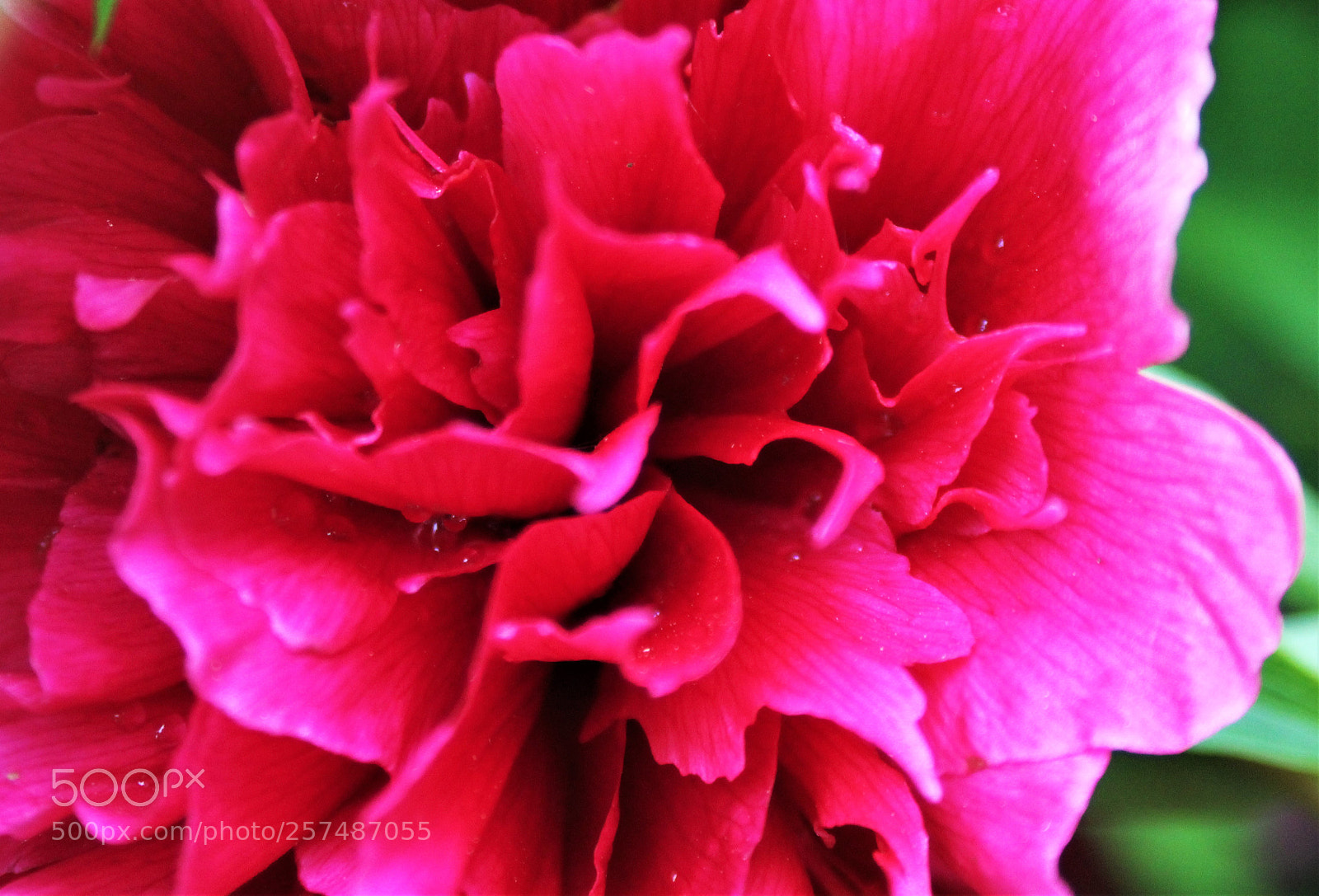 Canon EOS 1200D (EOS Rebel T5 / EOS Kiss X70 / EOS Hi) sample photo. Pink to me photography