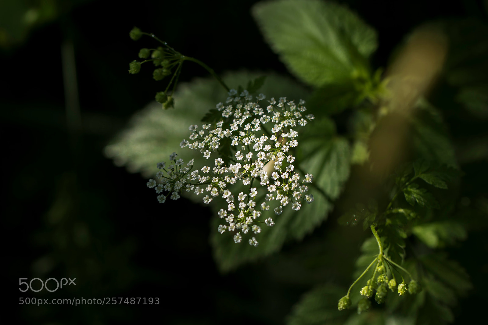 Canon EOS 7D Mark II sample photo. Forest bloom photography