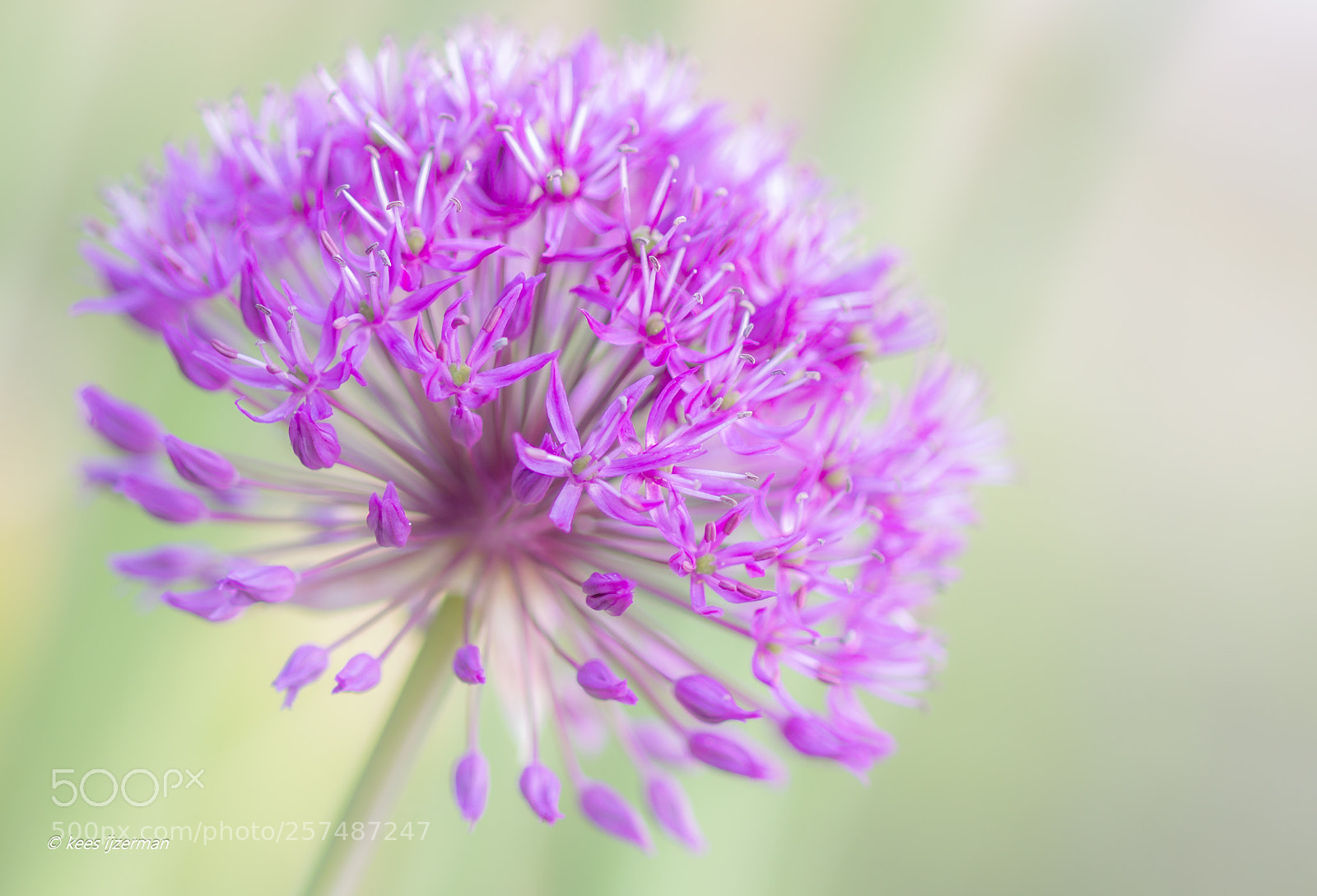 Sony SLT-A77 sample photo. Allium. photography