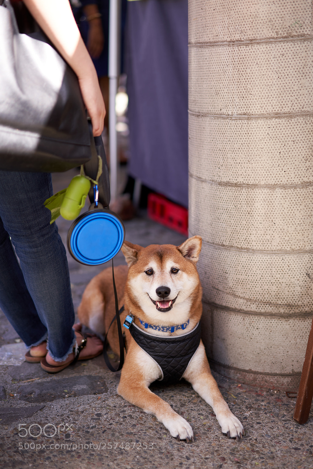 Sony a7R III sample photo. Happy shiba photography