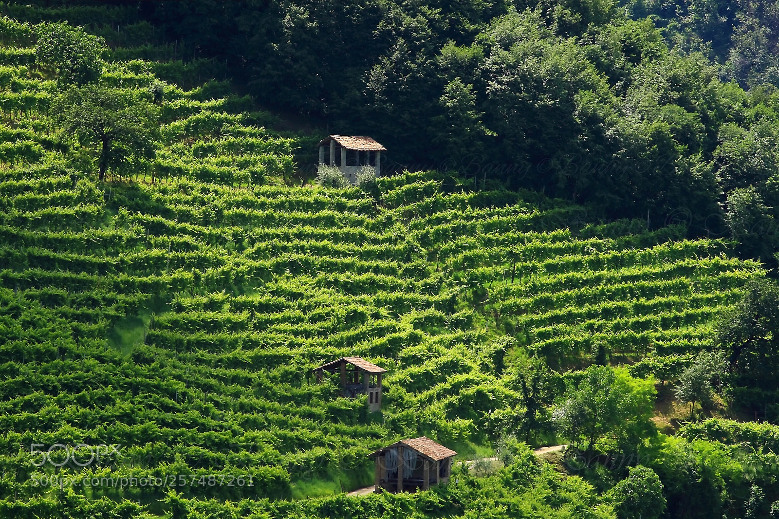 Canon EOS 40D sample photo. Vigneto photography