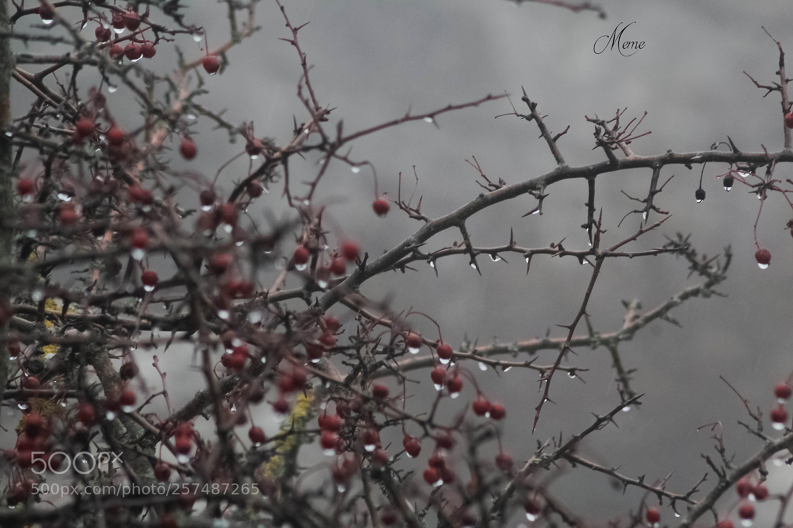 Canon EOS 1200D (EOS Rebel T5 / EOS Kiss X70 / EOS Hi) sample photo. Fog photography