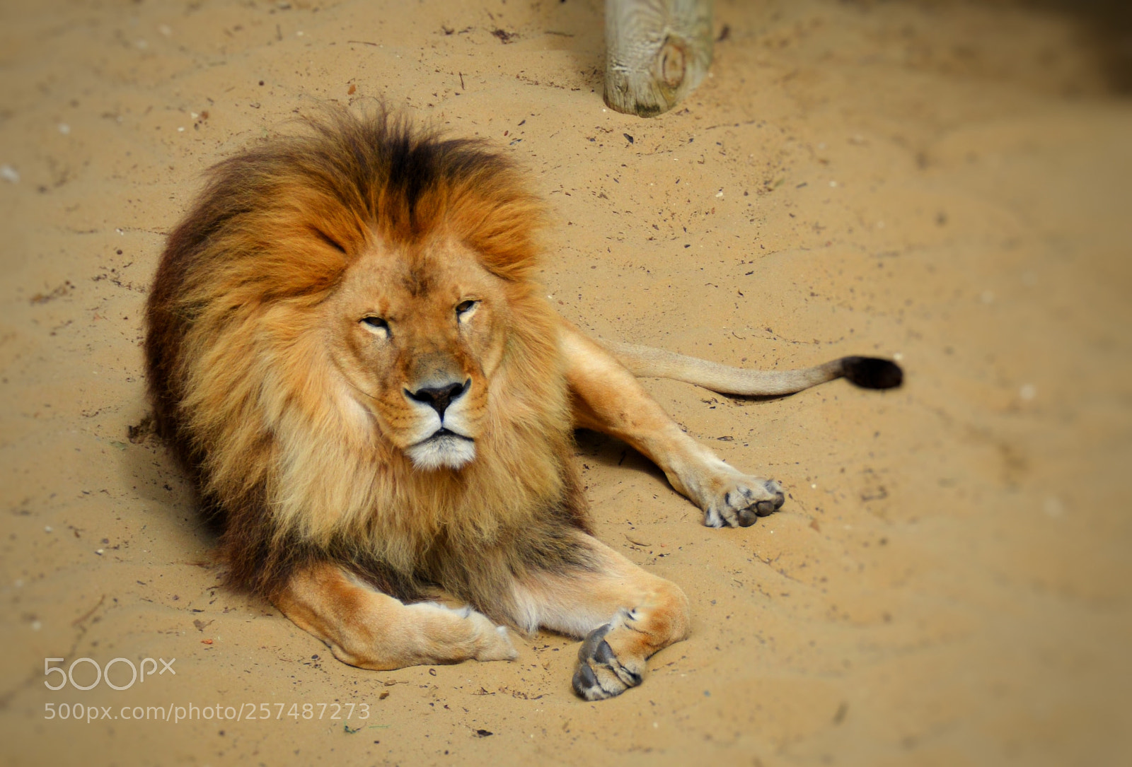 Nikon D5100 sample photo. Lion photography