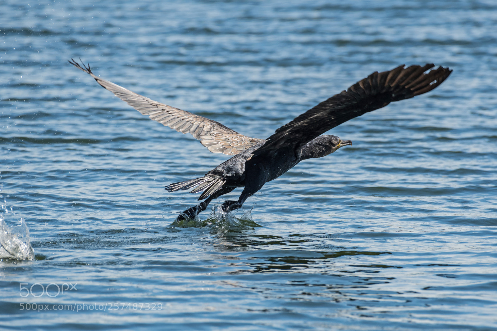 Nikon D500 sample photo. Great cormorant takes off photography