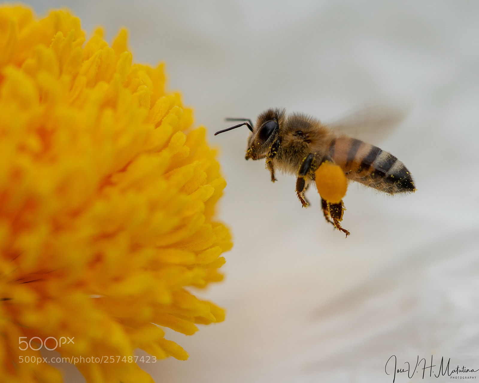 Sony a7R II sample photo. Bee in flight photography
