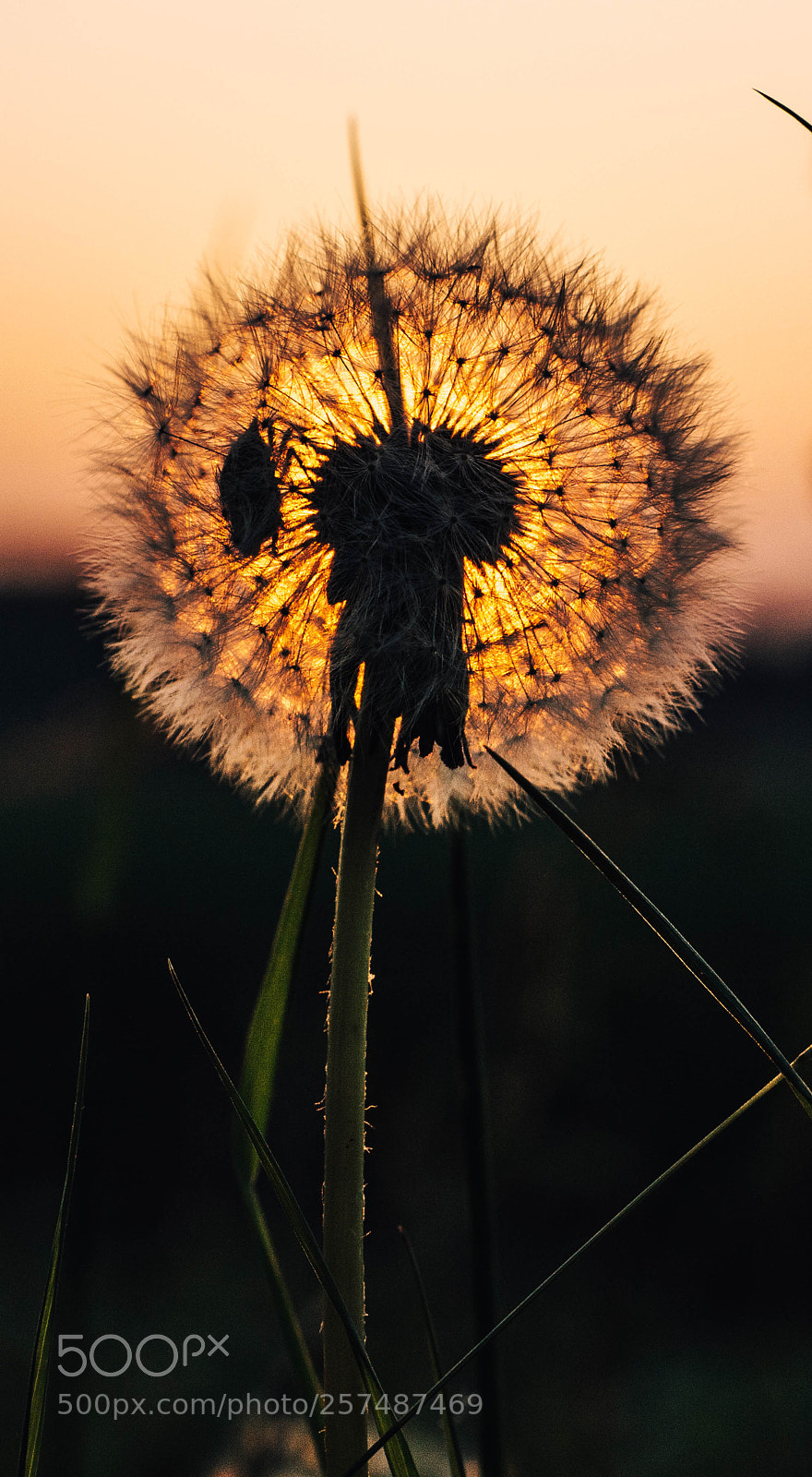 Nikon D3200 sample photo. Pampeliška photography