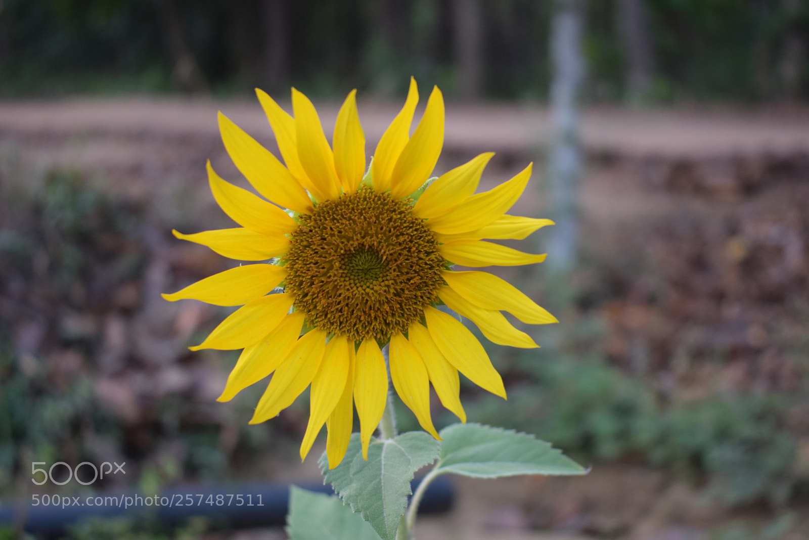 Nikon D5300 sample photo. Sunflower photography