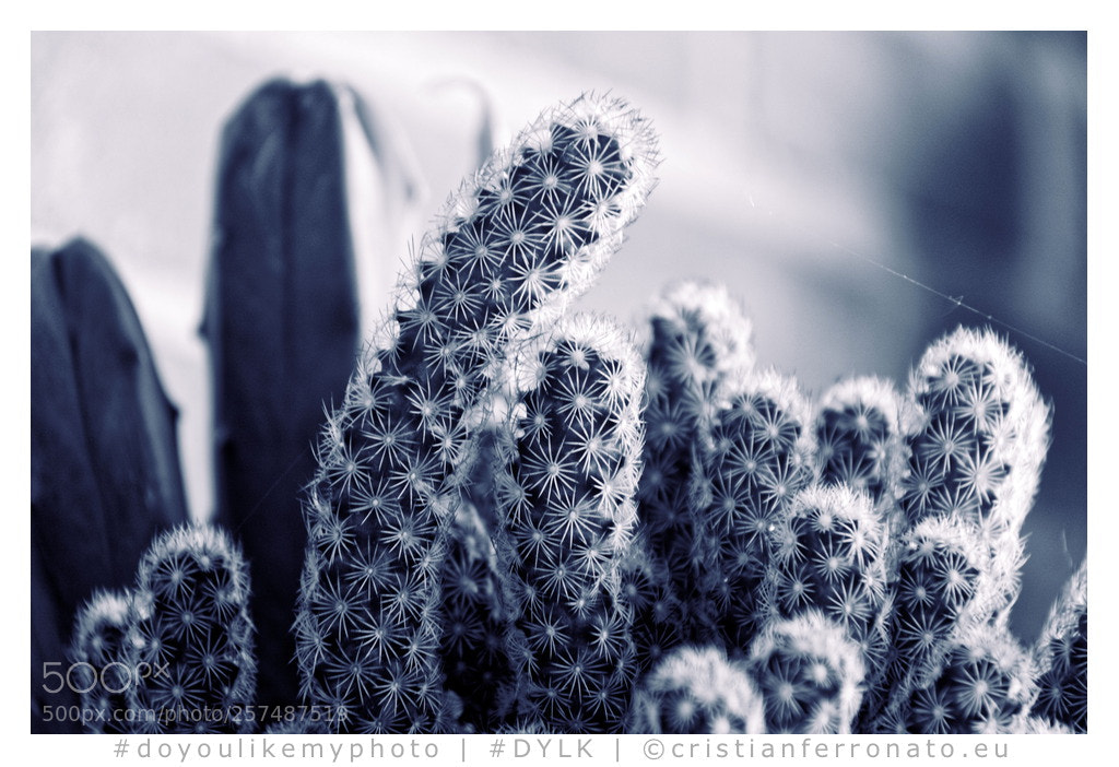 Canon EOS M3 sample photo. Cactus #2 photography