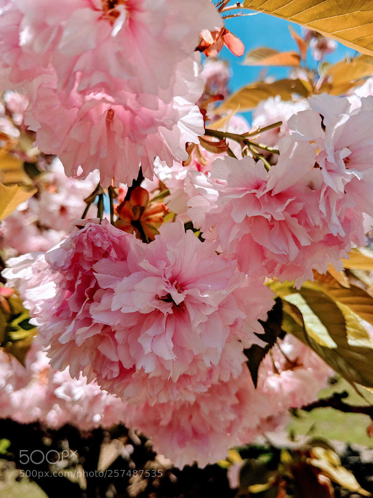 Google Pixel 2 sample photo. Pink sunshine photography