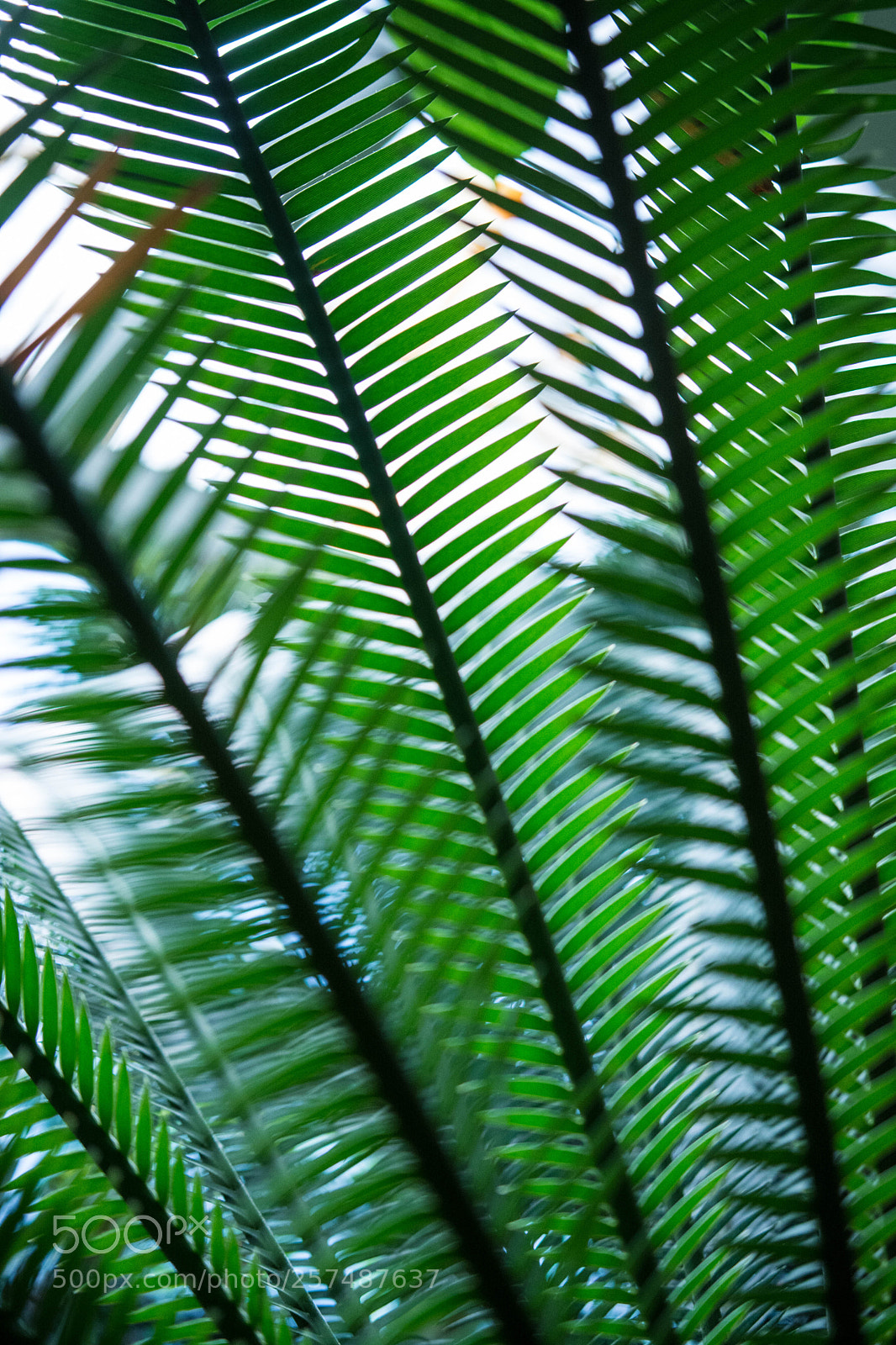 Nikon D7100 sample photo. Green photography