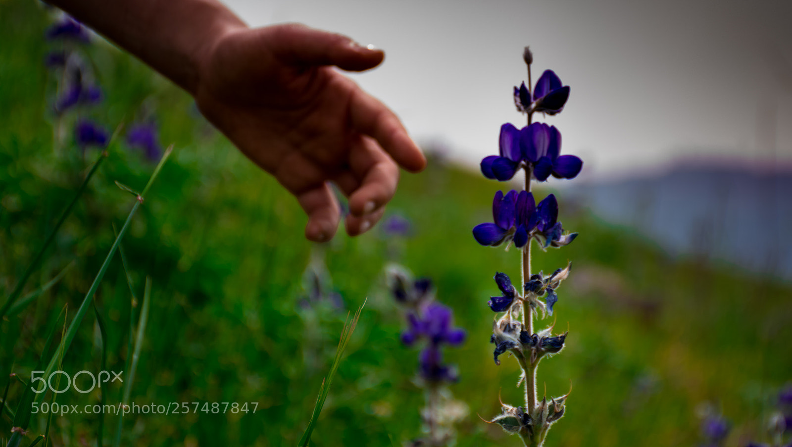Nikon D3400 sample photo. Shvilhagolan photography