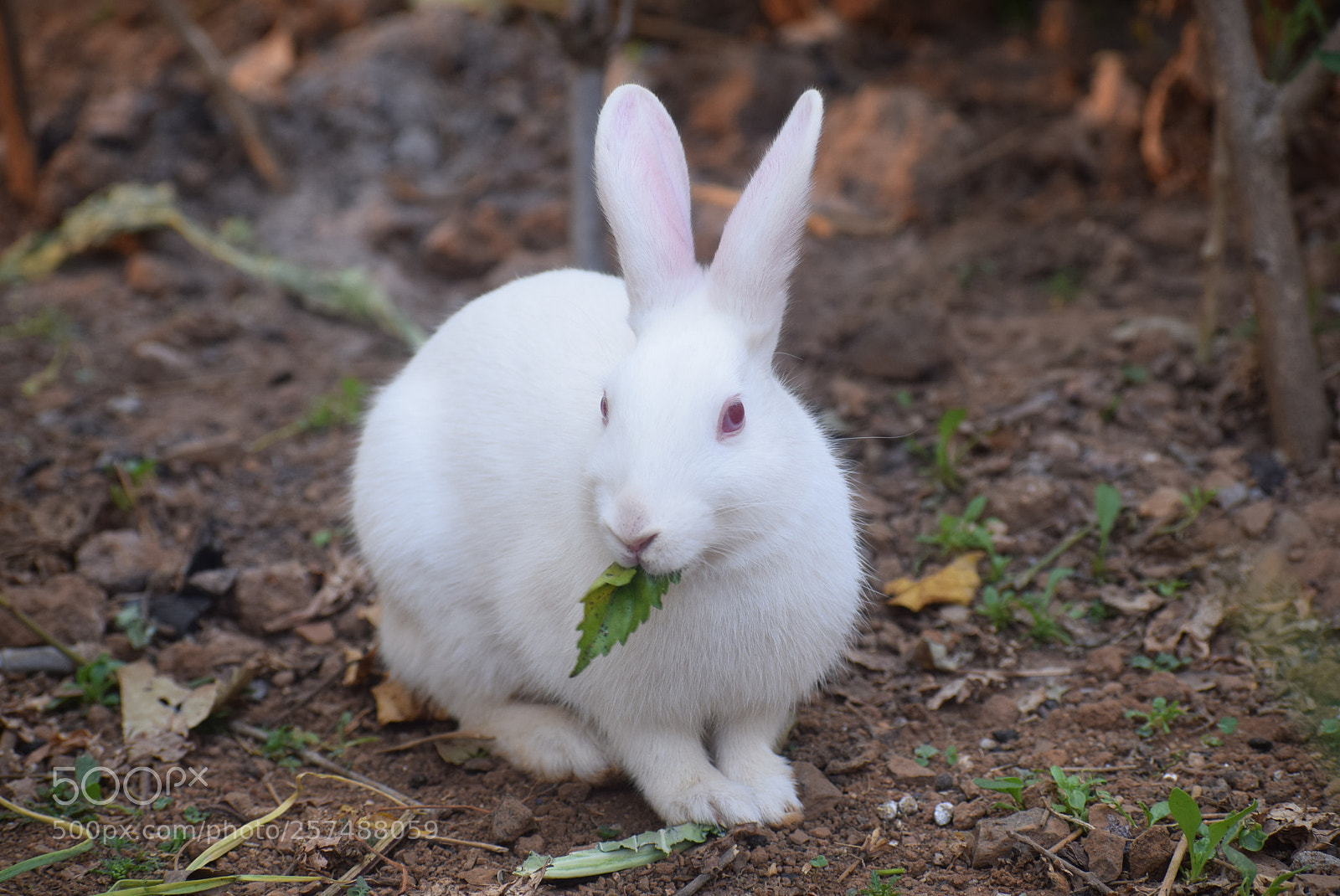 Nikon D5300 sample photo. Rabbit photography