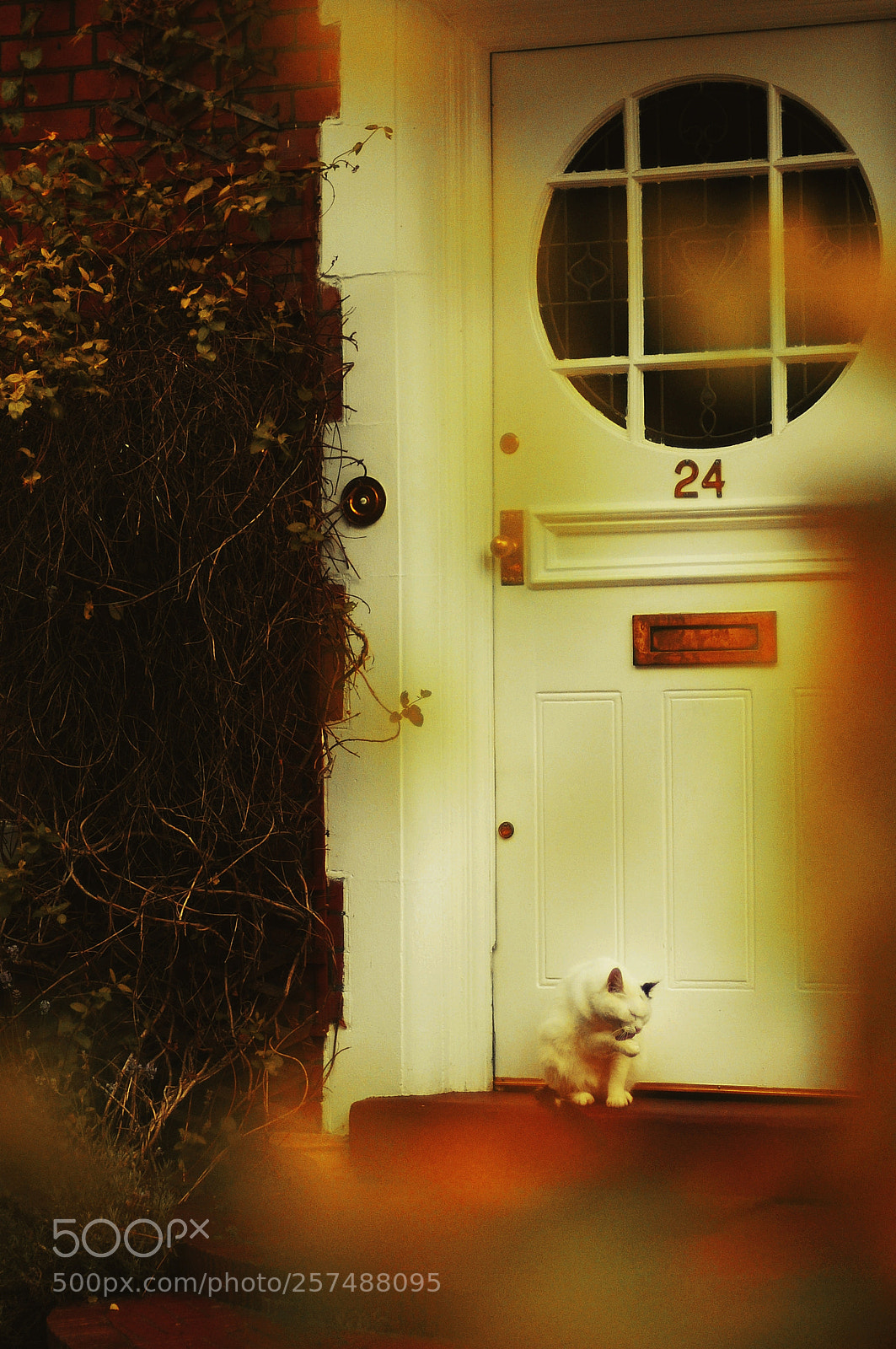 Nikon D300S sample photo. Untitled photography
