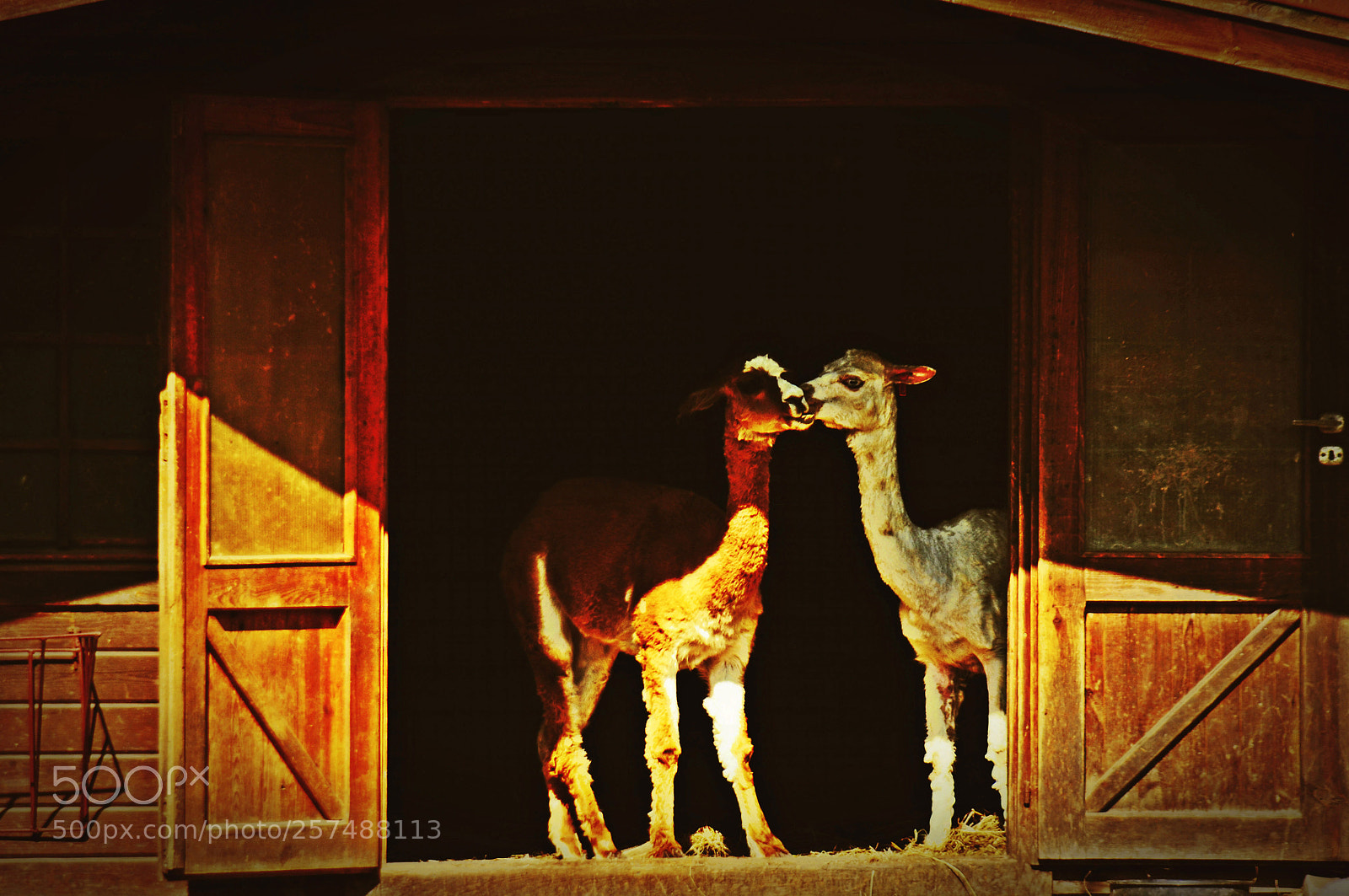 Nikon D300S sample photo. Untitled photography