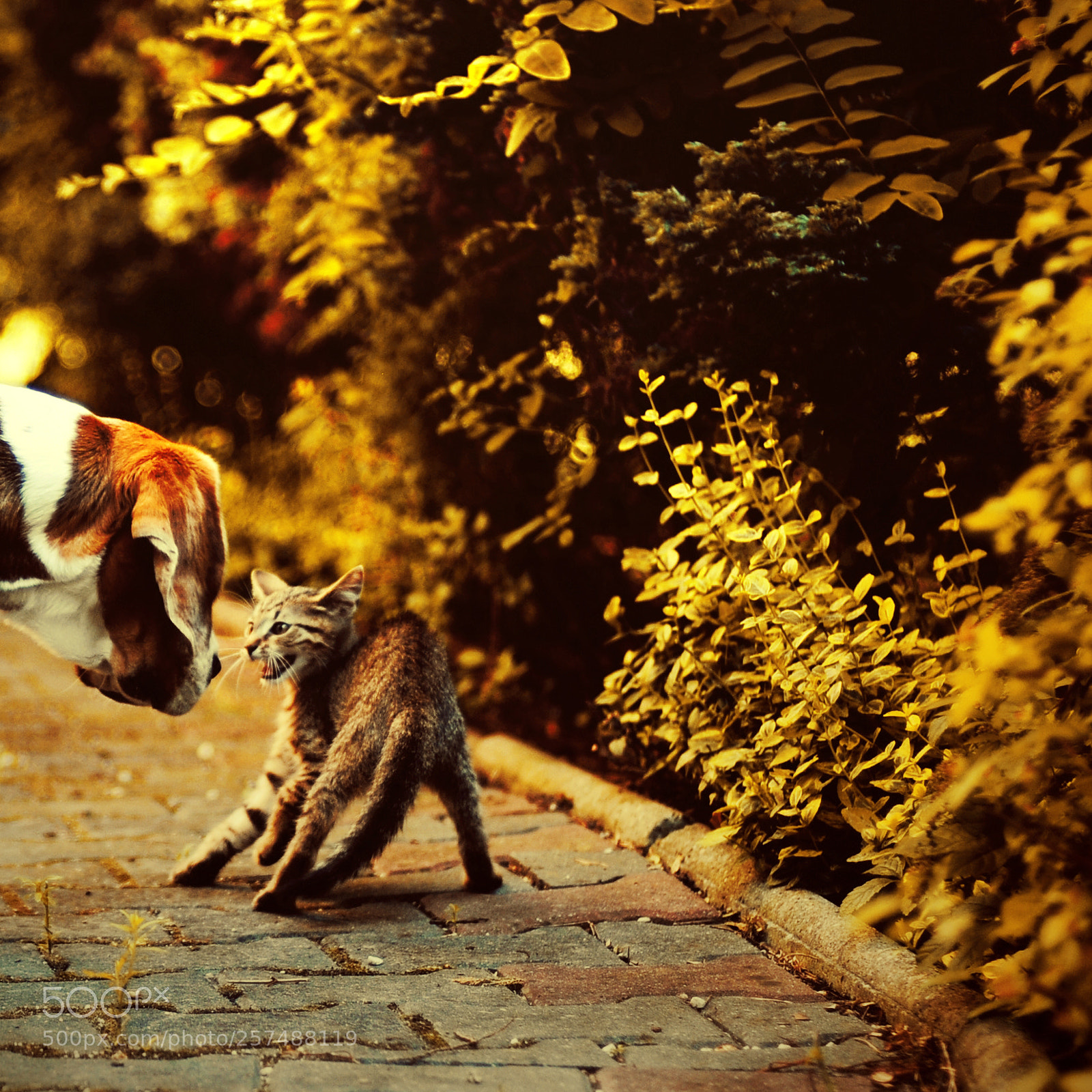 Nikon D300S sample photo. Untitled photography
