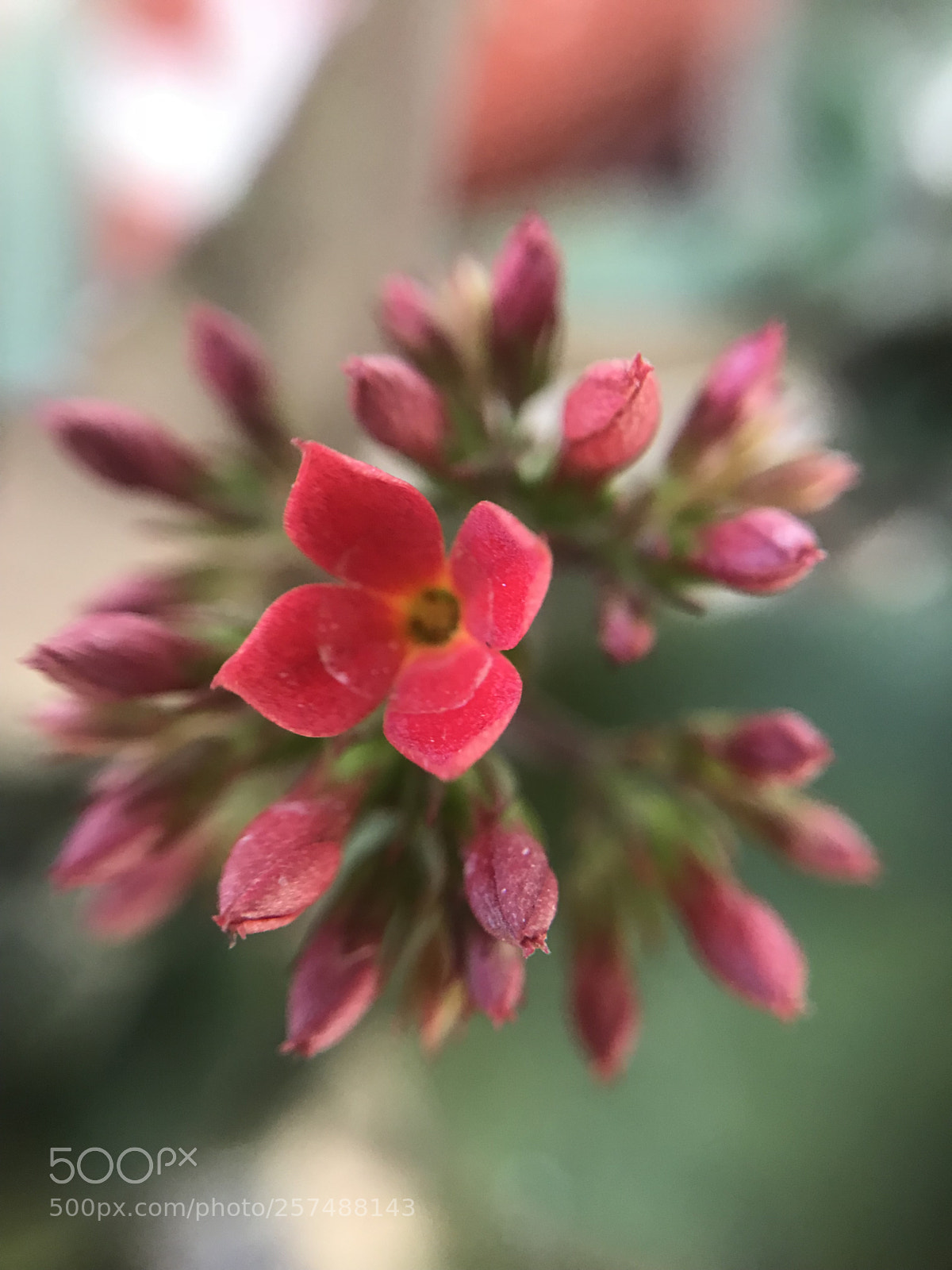 Apple iPhone 7 Plus sample photo. Tiny  photography