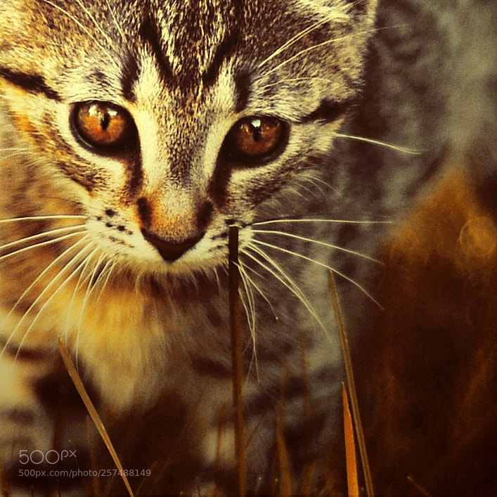 Nikon D300S sample photo. Untitled photography