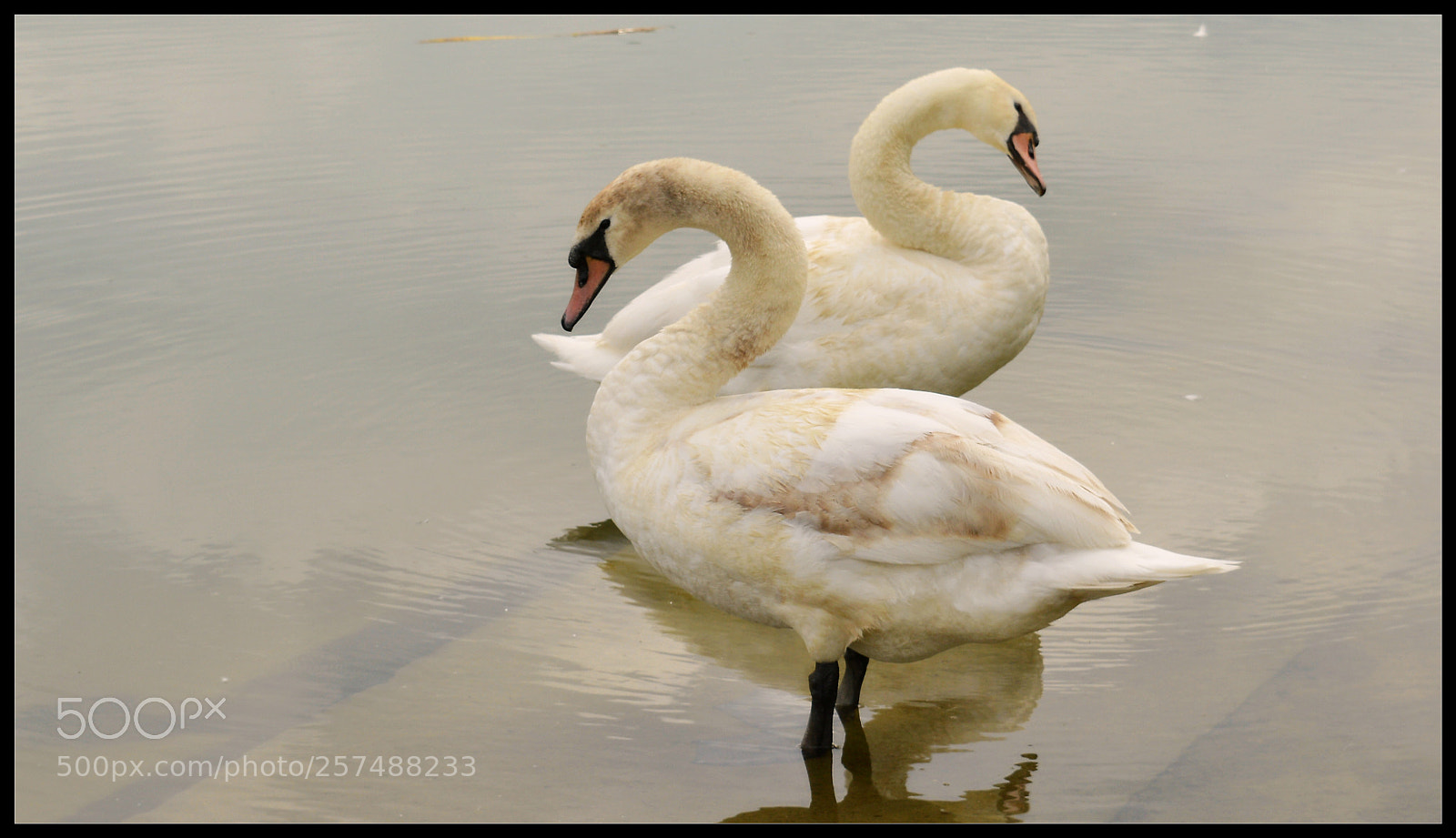 Nikon D3200 sample photo. Swans photography