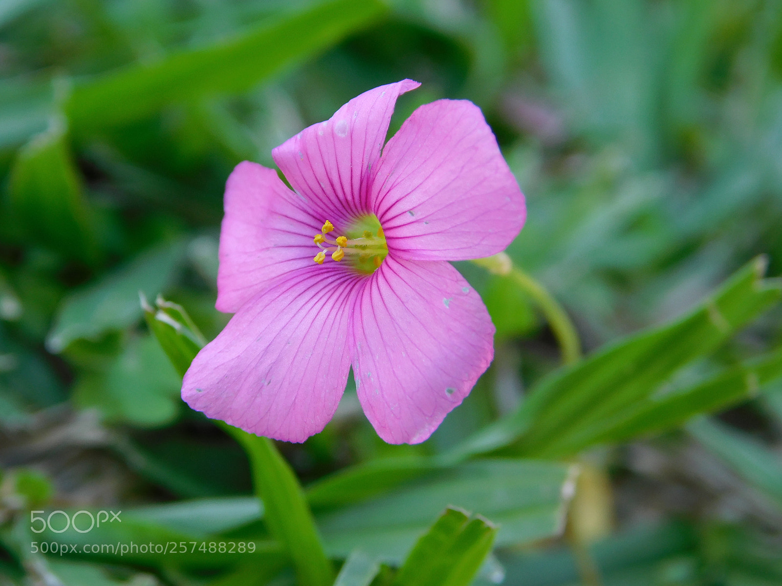 Nikon Coolpix B500 sample photo. Clover's flower photography