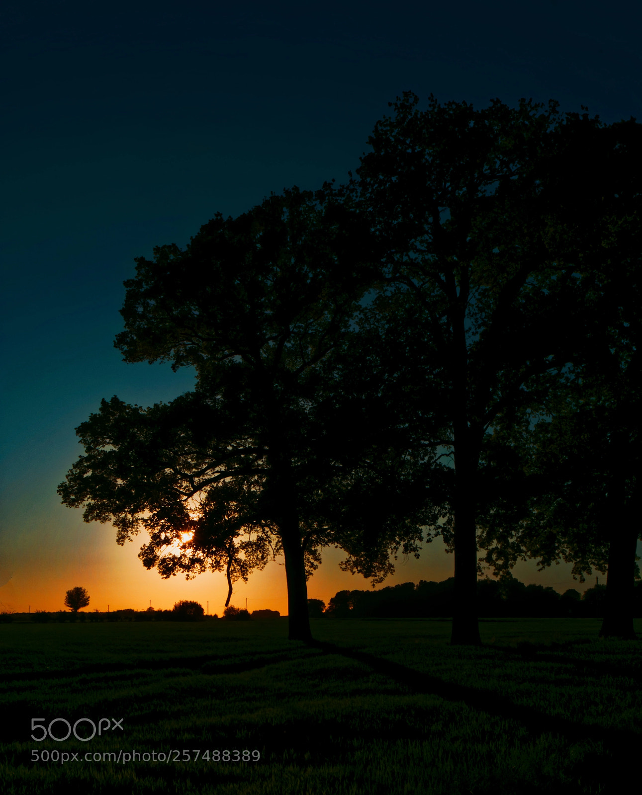 Sony ILCA-77M2 sample photo. Sunset in the spring photography