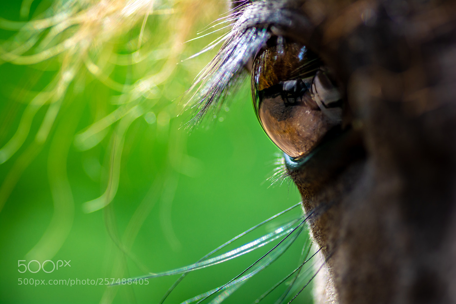 Nikon D7100 sample photo. Horses eyes photography