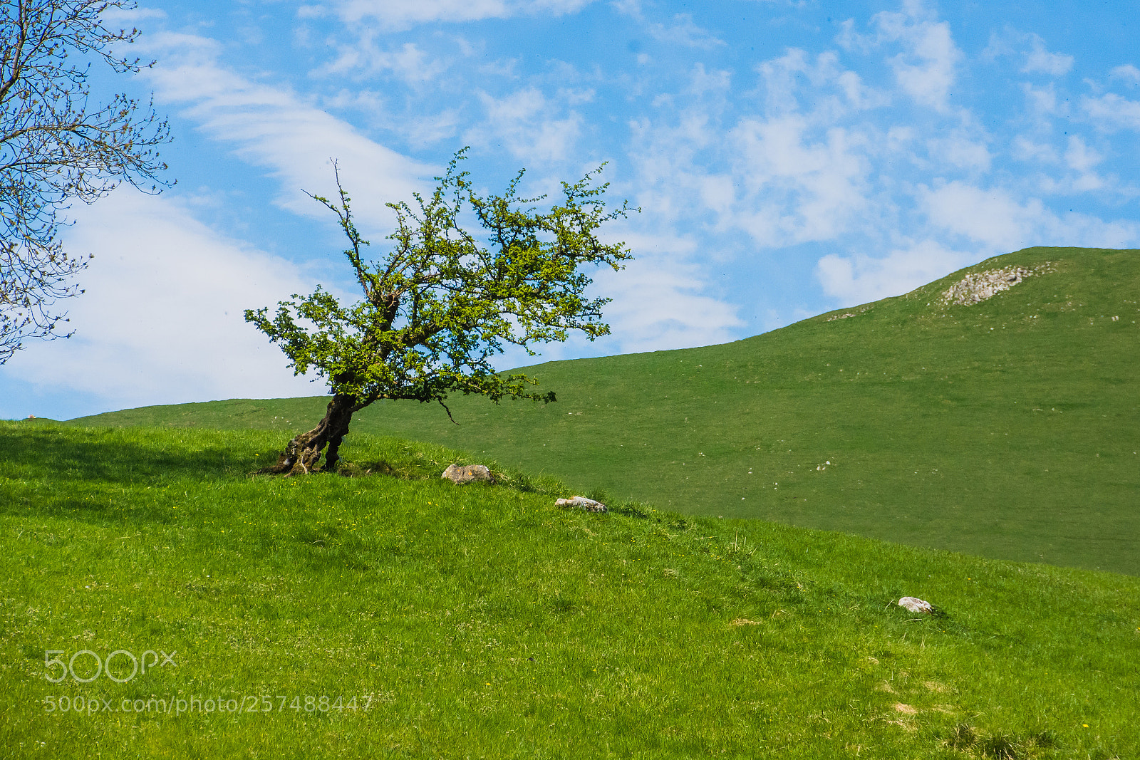 Nikon D7200 sample photo. Tree near janets foss photography