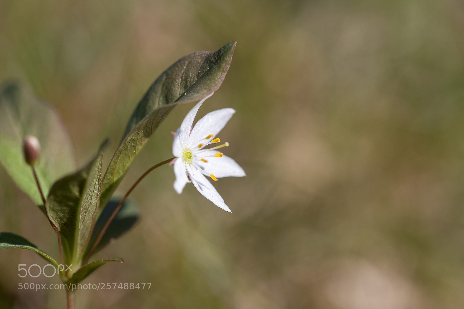 Canon EOS 6D sample photo. Shiny white photography