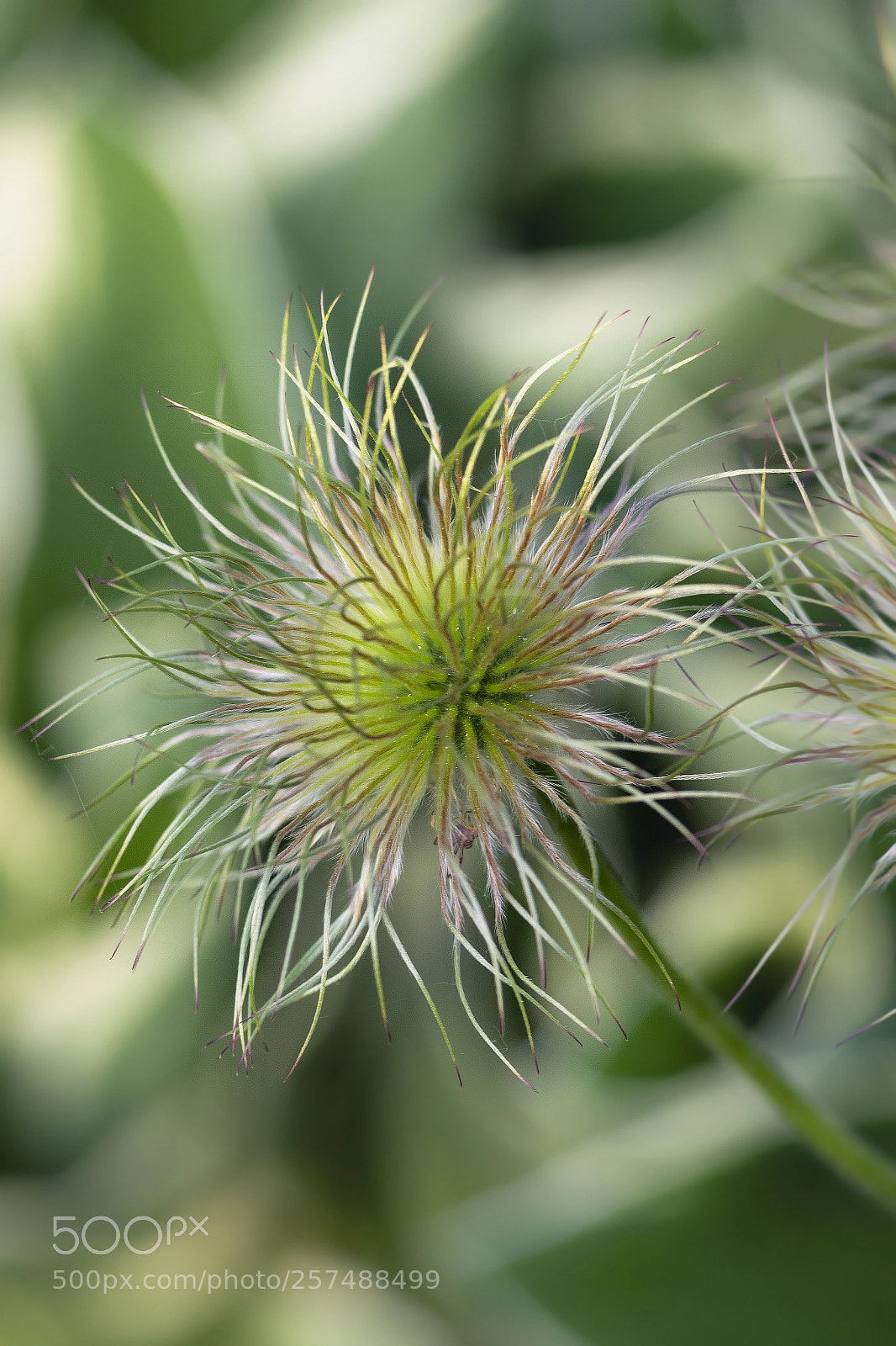 Canon EOS-1D Mark IV sample photo. Pulsatilla --- time to photography