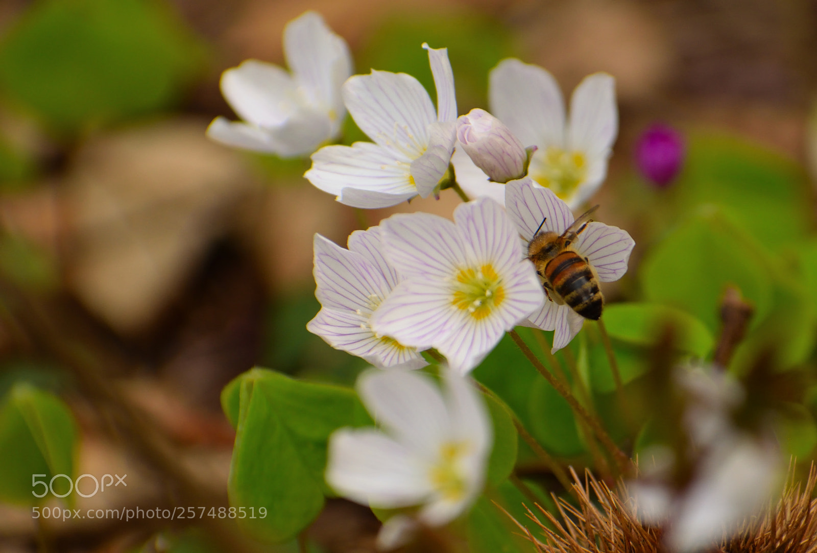 Nikon D3300 sample photo. Oxalis acetosella with busy photography