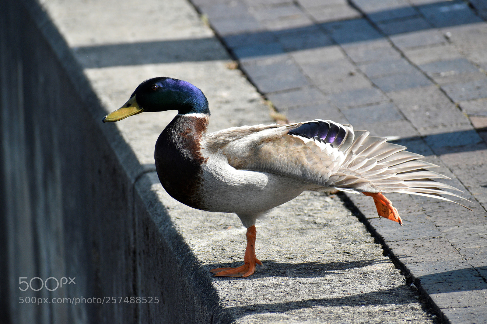 Nikon D5600 sample photo. Untitled photography