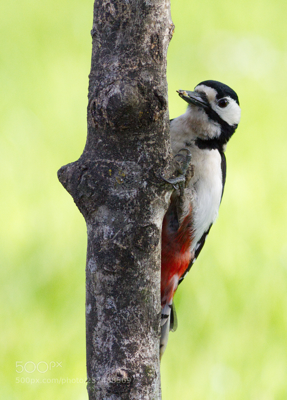 Canon EOS 7D sample photo. Greater spotted woodpecker photography