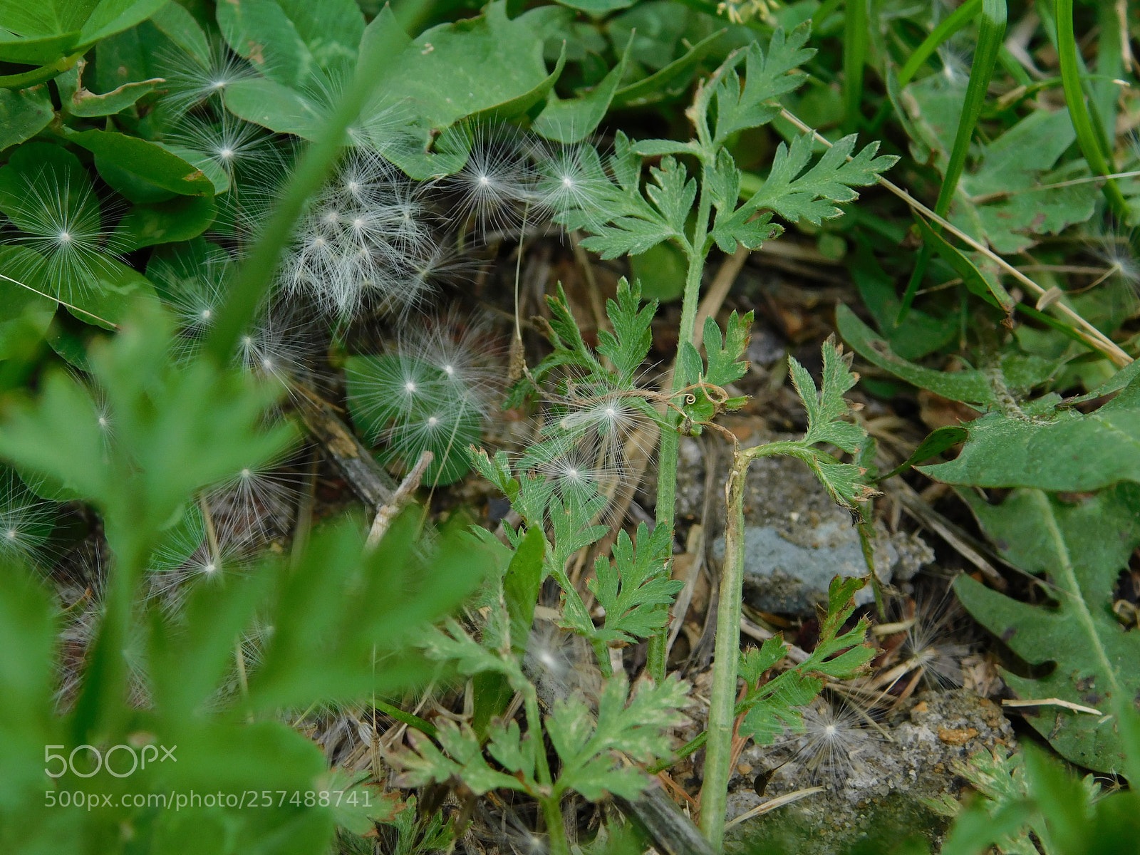 Nikon Coolpix B500 sample photo. Stars in the grass photography