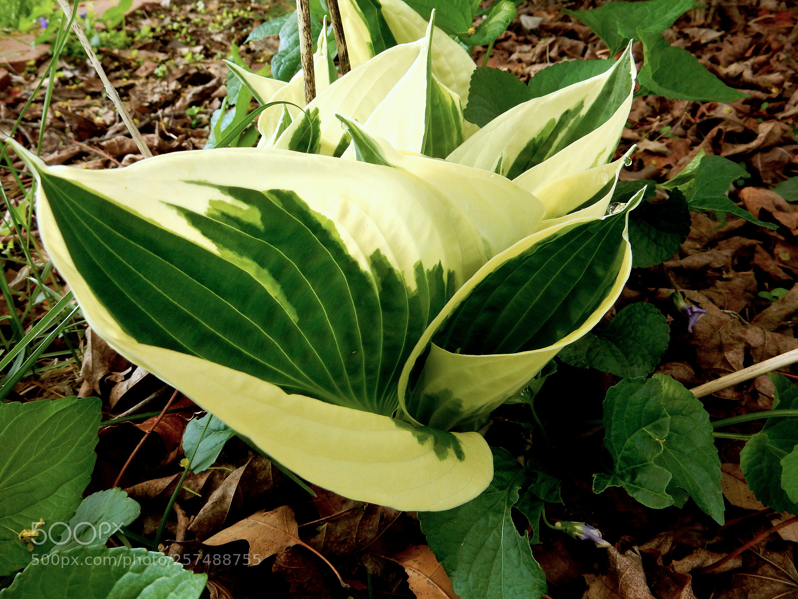 Nikon Coolpix S9900 sample photo. Green white foliage plant photography