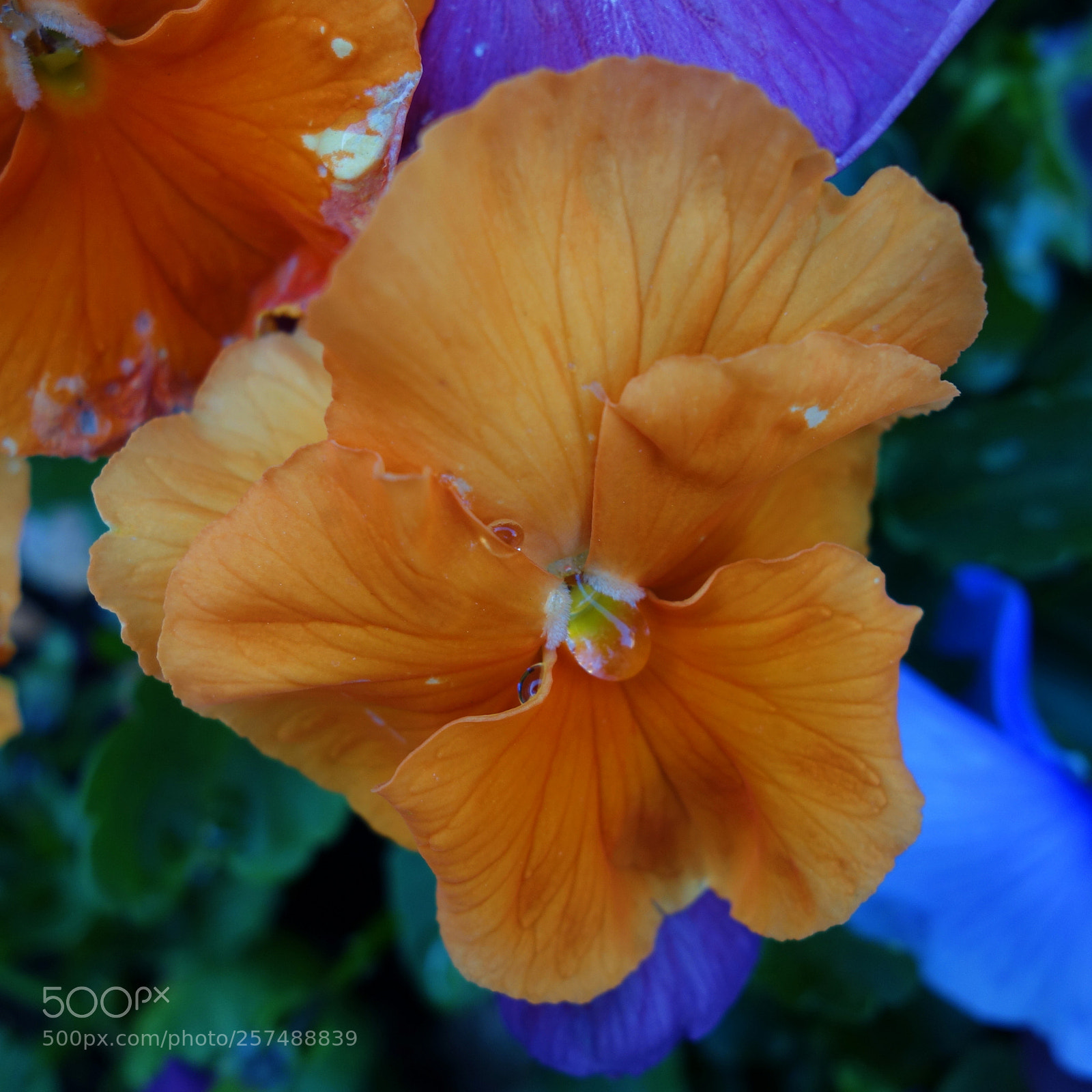 Sony Cyber-shot DSC-RX100 sample photo. Colours of the violets photography