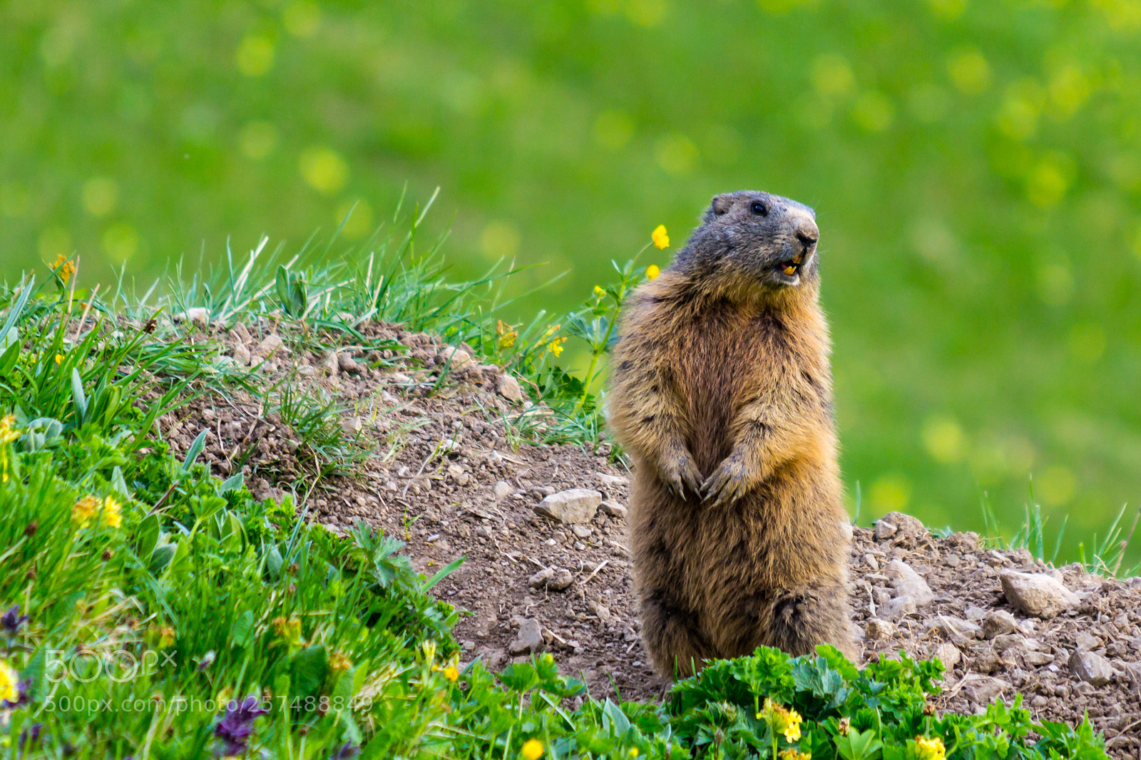 Canon EOS 60D sample photo. Marmot groundhog standing in photography