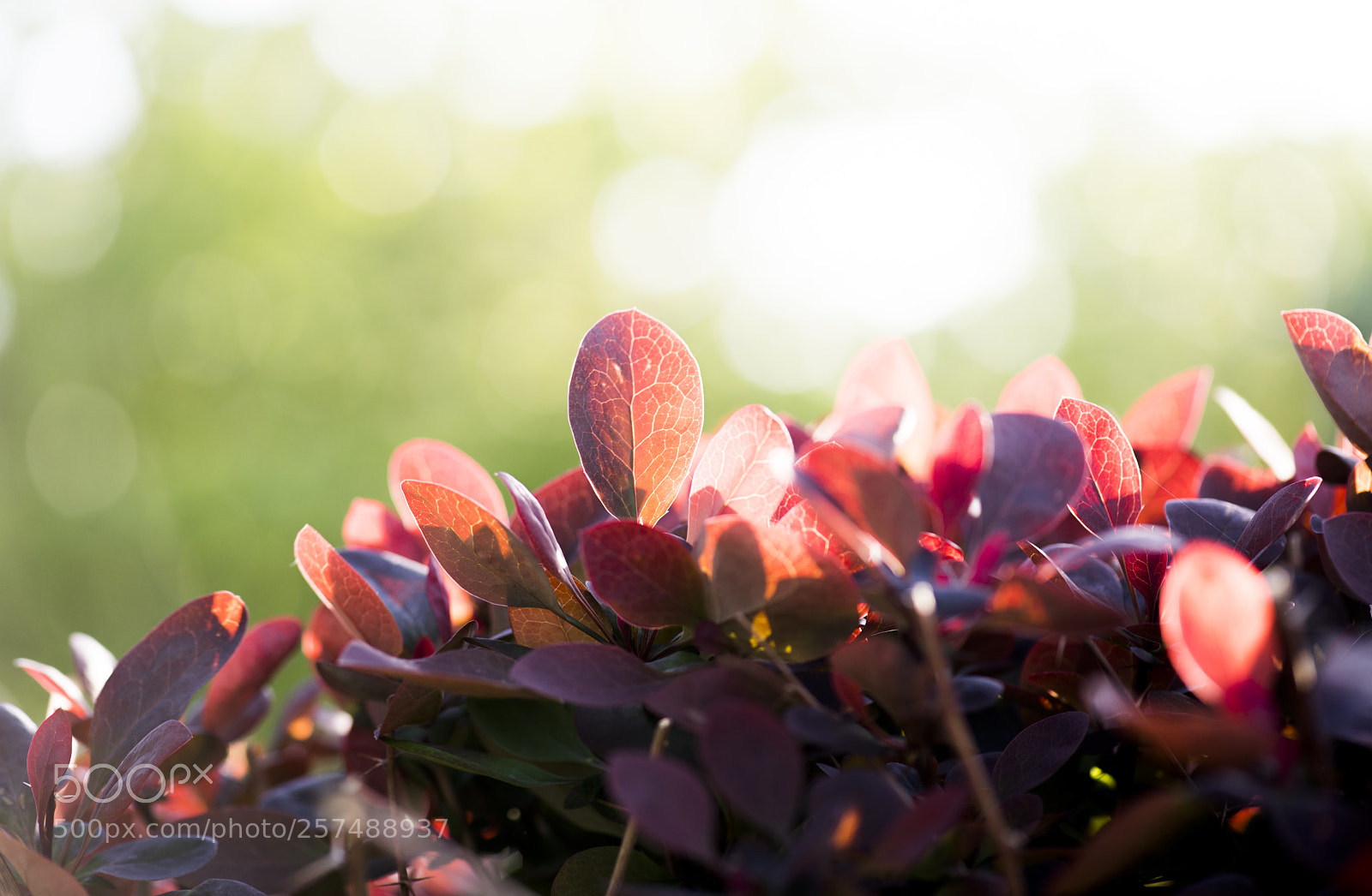 Nikon D850 sample photo. Red and green photography
