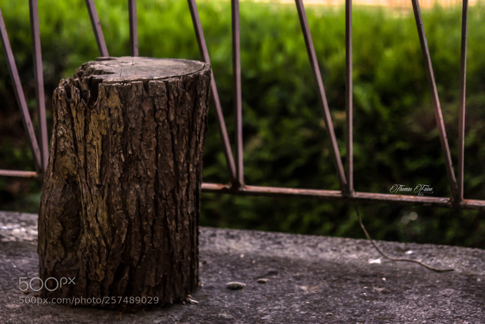Canon EOS 40D sample photo. Trunk photography
