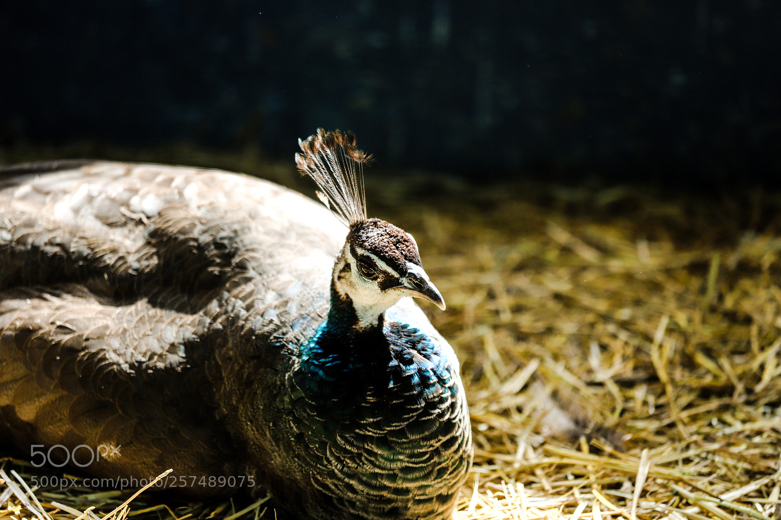 Canon EOS 6D Mark II sample photo. Peacock photography